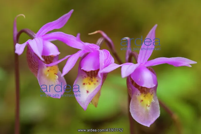 : Fairy Slipper Orchid - colourful calypso orchid in a forest : Fairy Slipper Orchid - colourful calypso orchid in a forest
