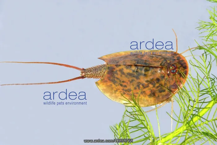 : Fairy / Tadpole Shrimp : Fairy / Tadpole Shrimp