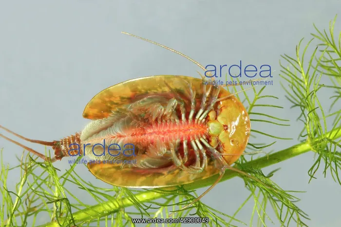 : Fairy / Tadpole Shrimp : Fairy / Tadpole Shrimp