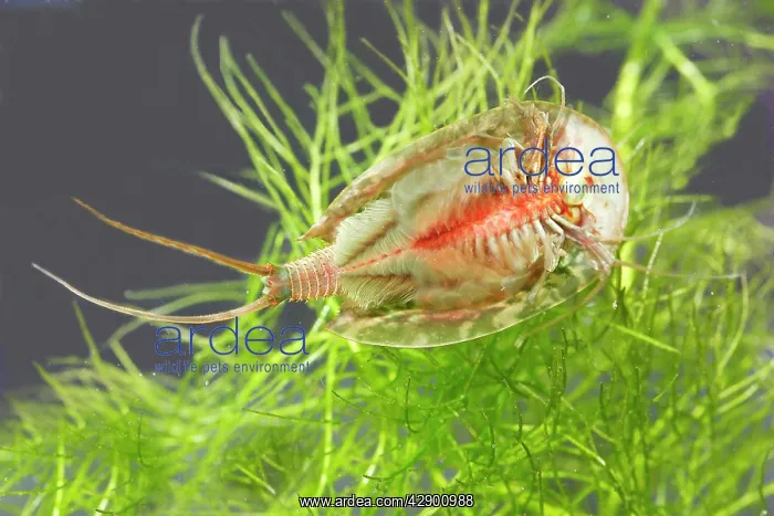 : Fairy / Tadpole Shrimp : Fairy / Tadpole Shrimp