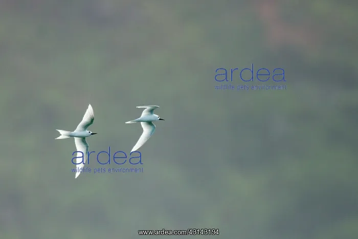 : Fairy Tern : Fairy Tern
