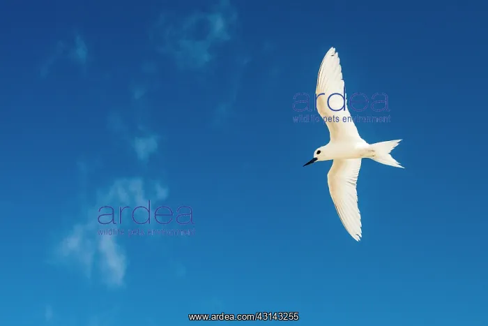  : Fairy Tern