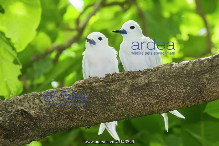 : Fairy Tern : Fairy Tern