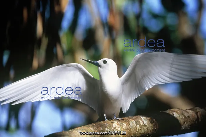 : Fairy Tern : Fairy Tern