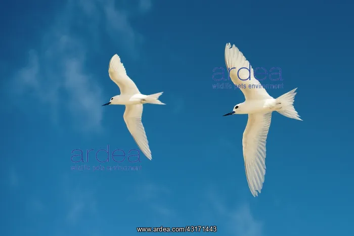 : Fairy Tern