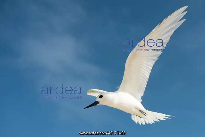 : Fairy Tern : Fairy Tern