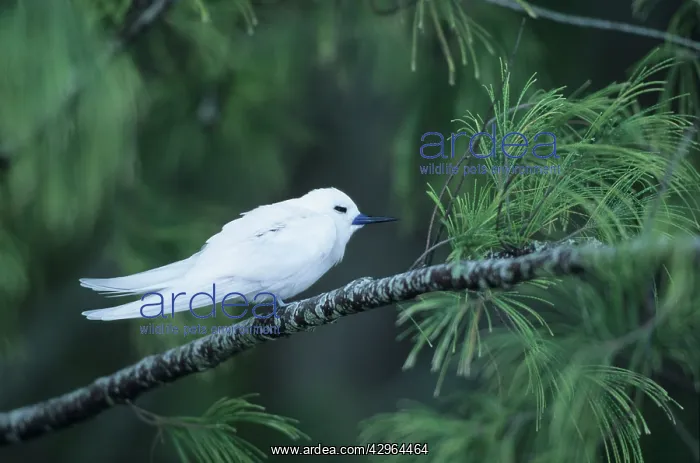  : Fairy Tern (aka White Tern)
