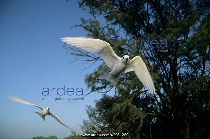 : Fairy Tern (aka White Tern) - In Flight : Fairy Tern (aka White Tern) - In Flight