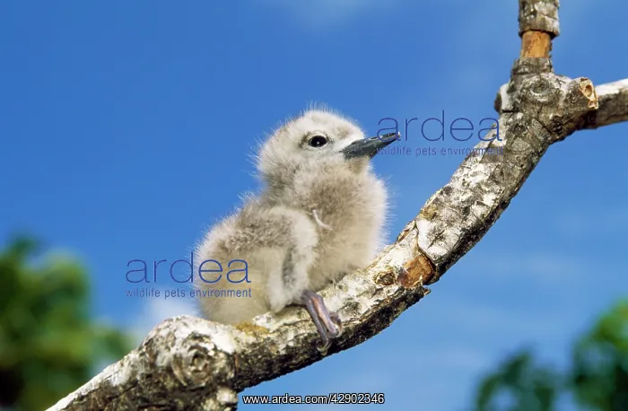 : Fairy Tern - chick on branch : Fairy Tern - chick on branch