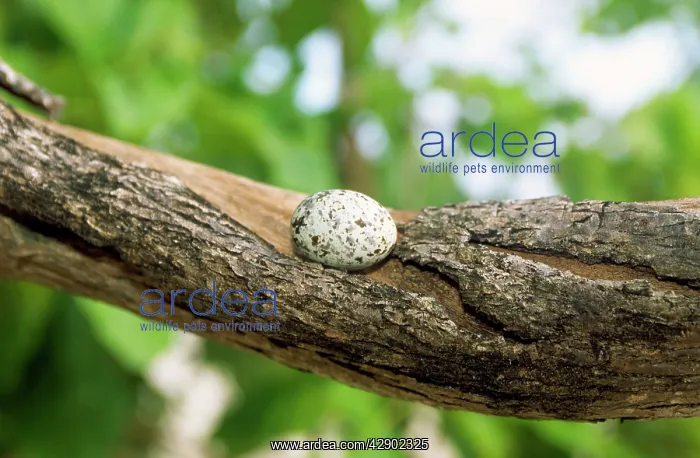 : Fairy Tern Egg - on branch : Fairy Tern Egg - on branch