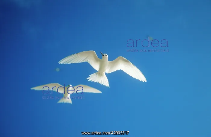 : Fairy Tern - Two in flight : Fairy Tern - Two in flight