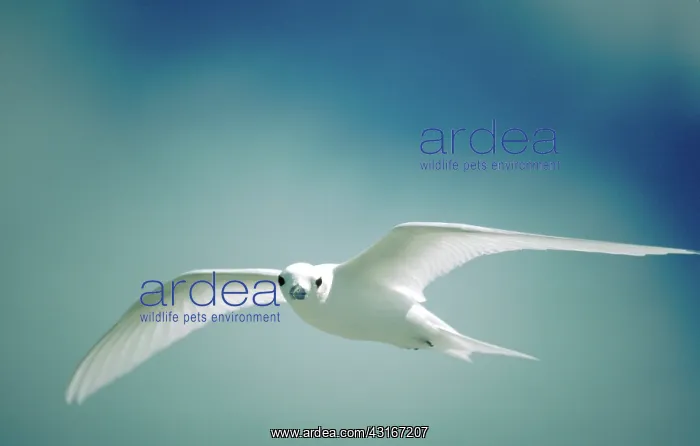 : Fairy tern in flight : Fairy tern in flight