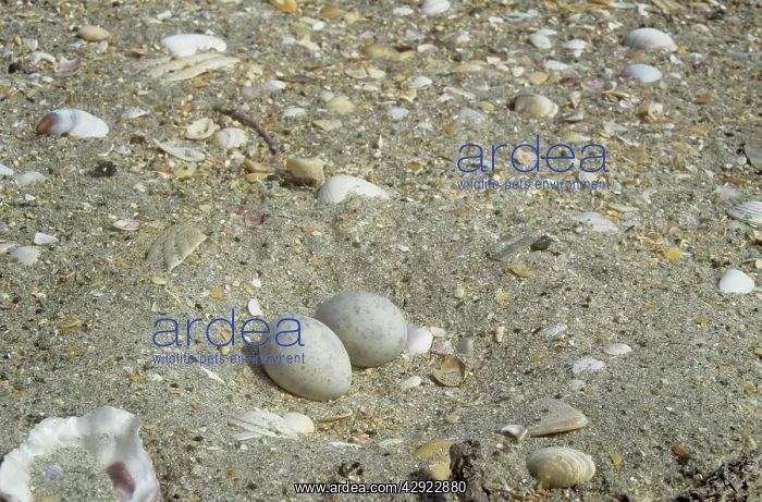 : Fairy Tern nest - in sand with two eggs : Fairy Tern nest - in sand with two eggs