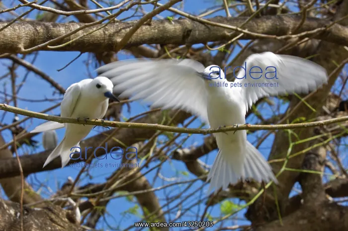 : Fairy Turn birds in trees : Fairy Turn birds in trees