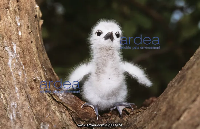 : Fairy / White TERN - chick on branch : Fairy / White TERN - chick on branch