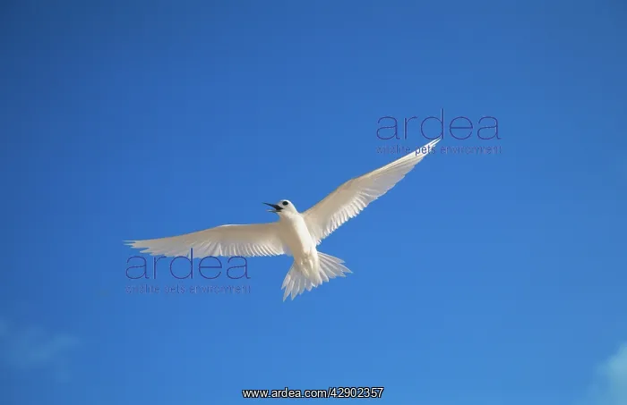 : Fairy / White TERN - in flight, beak open : Fairy / White TERN - in flight, beak open