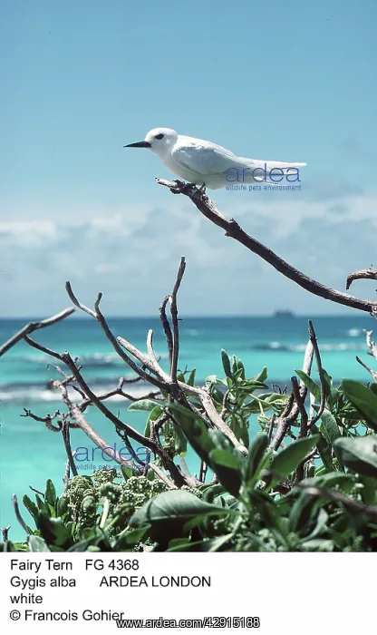 : FAIRY / WHITE TERN - perched, at coast : FAIRY / WHITE TERN - perched, at coast