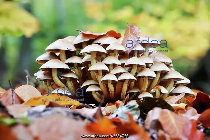 : Fairytale mushrooms in autumn forest, October, Germany : Fairytale mushrooms in autumn forest, October, Germany