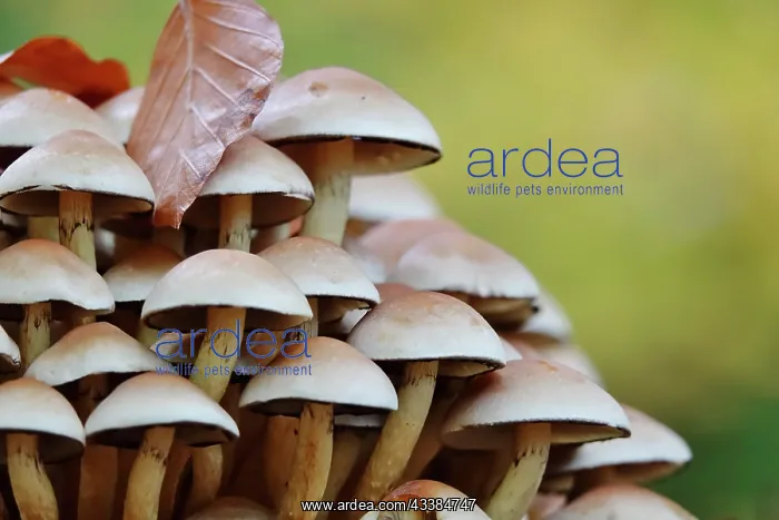 : Fairytale mushrooms in autumn forest, October, Germany : Fairytale mushrooms in autumn forest, October, Germany