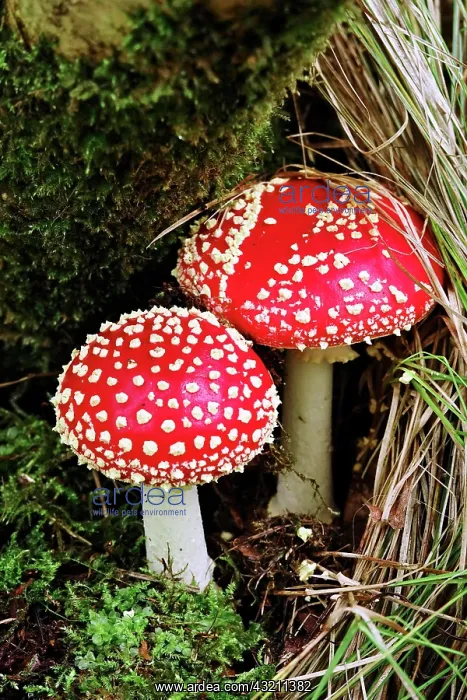 : Fairytale toadstool (Amanita muscaria) in autumn : Fairytale toadstool (Amanita muscaria) in autumn