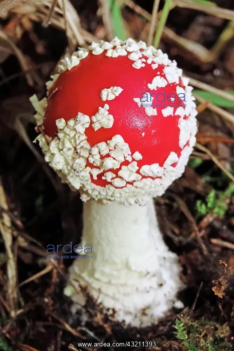 : Fairytale toadstool (Amanita muscaria) in autumn : Fairytale toadstool (Amanita muscaria) in autumn