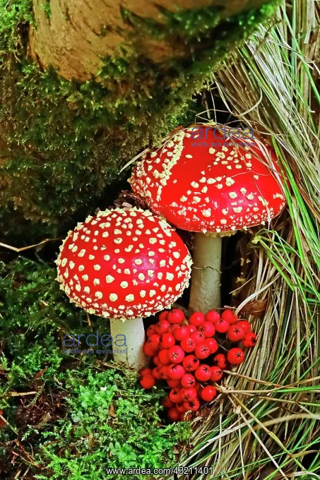 : Fairytale toadstool (Amanita muscaria) in autumn : Fairytale toadstool (Amanita muscaria) in autumn
