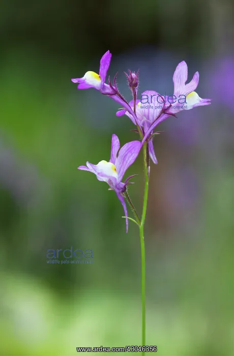 : Fairytoadflax : Fairytoadflax