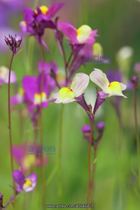 : Fairytoadflax : Fairytoadflax