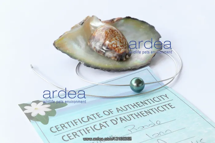 : Fake pearls can be polished when quality of their : Fake pearls can be polished when quality of their
