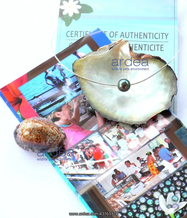 : Fake pearls can be polished when quality of their : Fake pearls can be polished when quality of their