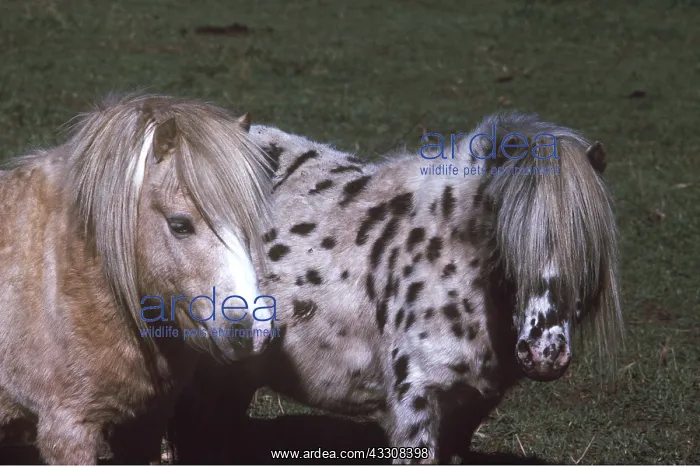 : FALABELLA TOY HORSES : FALABELLA TOY HORSES