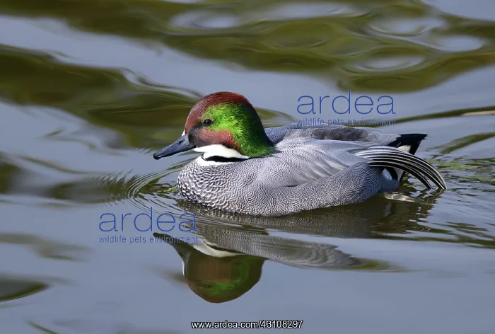 : Falcated Duck (Anas falcata) male on the water : Falcated Duck (Anas falcata) male on the water