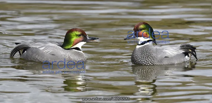 : Falcated Duck (Anas falcata) males on water, Pays : Falcated Duck (Anas falcata) males on water, Pays