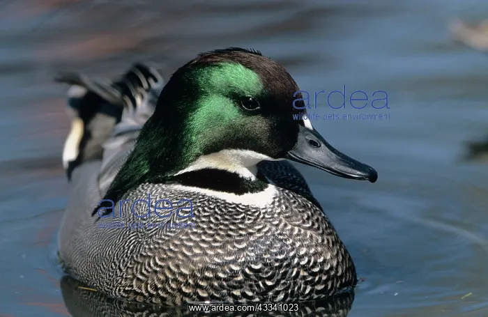 : Falcated DUCK - close-up : Falcated DUCK - close-up