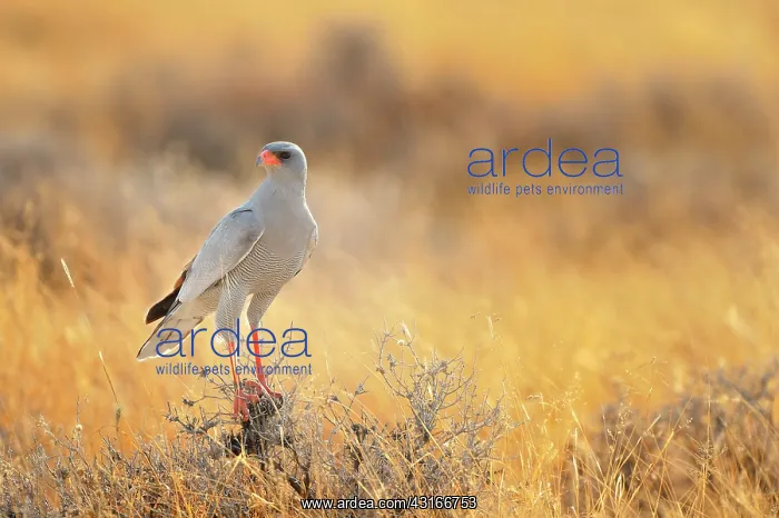  : Falco canorus Melierax canorus Falconiformes