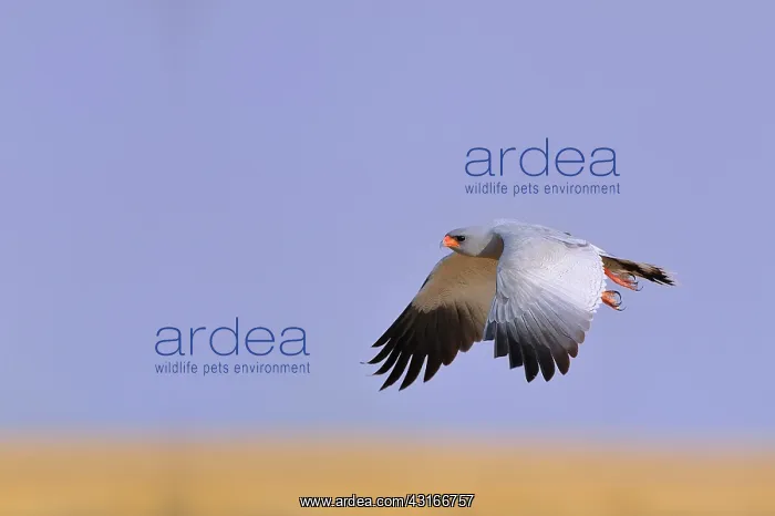 : Falco canorus Melierax canorus Falconiformes : Falco canorus Melierax canorus Falconiformes
