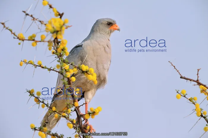 : Falco canorus Melierax canorus Falconiformes : Falco canorus Melierax canorus Falconiformes