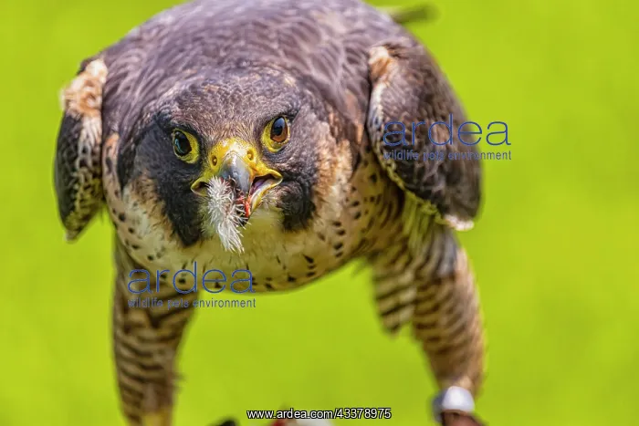 : Falcon (Falco) in a wildlife park in southern Germany : Falcon (Falco) in a wildlife park in southern Germany