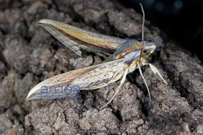 : Falcon Sphinx Moth : Falcon Sphinx Moth