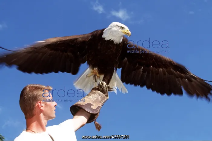 : FALCONRY - Bald Eagle, close-up with Man in foreground : FALCONRY - Bald Eagle, close-up with Man in foreground