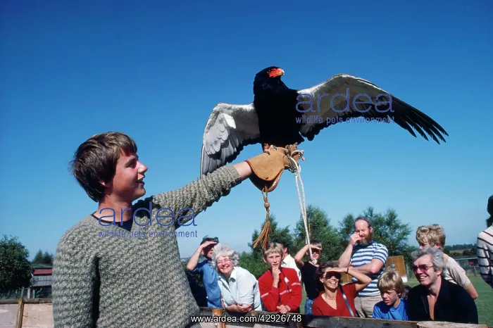 : Falconry - Bateleur : Falconry - Bateleur