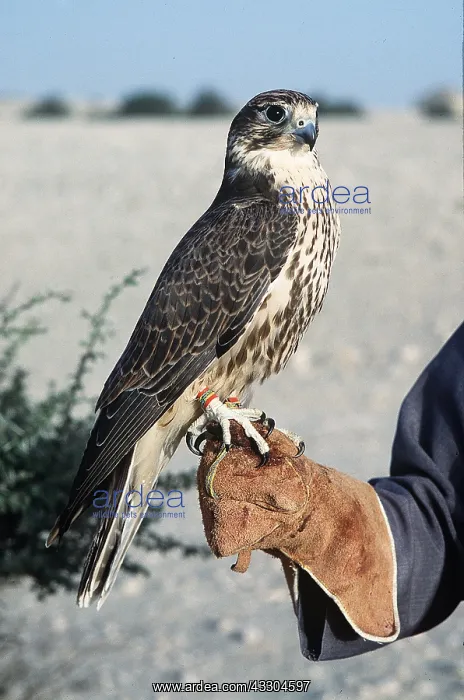 : FALCONRY - falcon perched on arm : FALCONRY - falcon perched on arm
