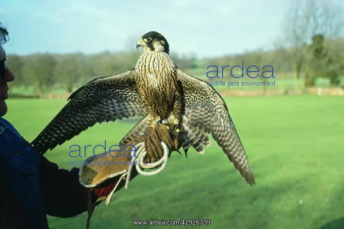: FALCONRY - Falcon, perching on handlers glove : FALCONRY - Falcon, perching on handlers glove