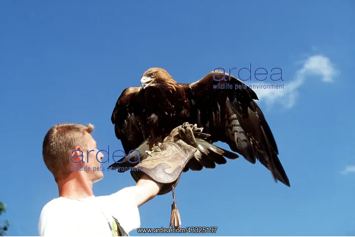 : Falconry - Golden Eagle with Man in foreground : Falconry - Golden Eagle with Man in foreground
