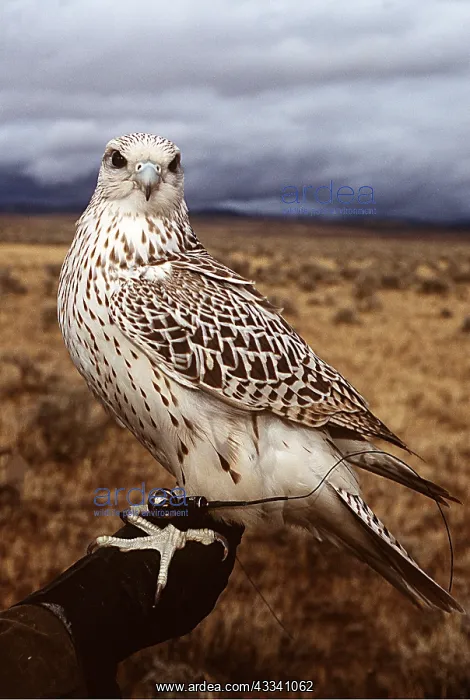 : FALCONRY - Gyr falcon on perch : FALCONRY - Gyr falcon on perch