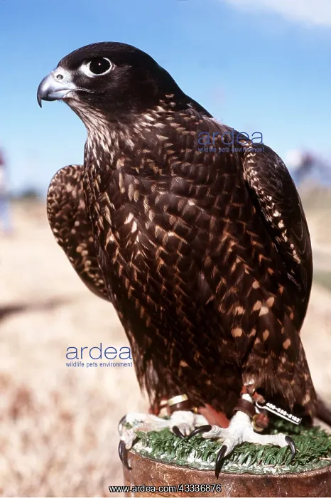 : FALCONRY - Gyr / Peregrine Falon hybrid : FALCONRY - Gyr / Peregrine Falon hybrid