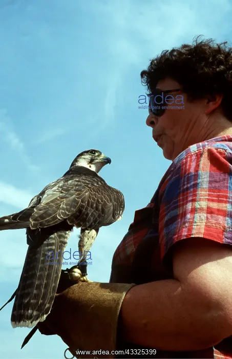 : FALCONRY - Lanner Falcon with handler : FALCONRY - Lanner Falcon with handler
