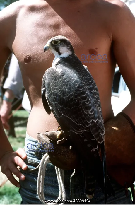 : FALCONRY - man holding Lanner Falcon : FALCONRY - man holding Lanner Falcon