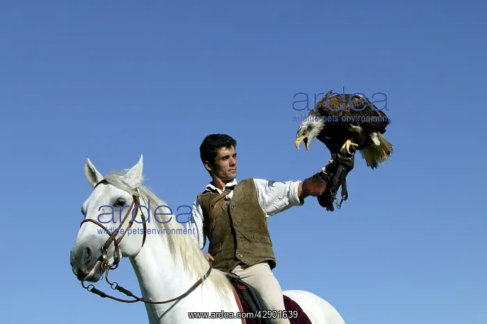  : Falconry - man on horse with Fish Eagle