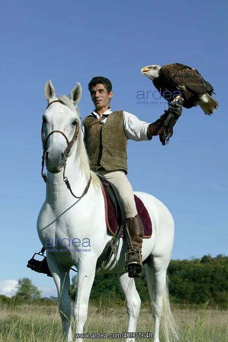  : Falconry - man on horse with Fish Eagle